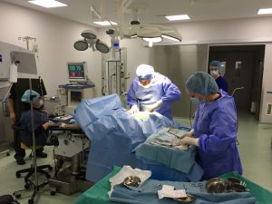XI-S+ Hernia Surgery